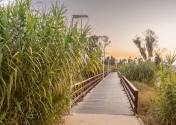 Estepona avanza en la fase final del corredor litoral y adjudica la construcción del tramo en Bahía Dorada