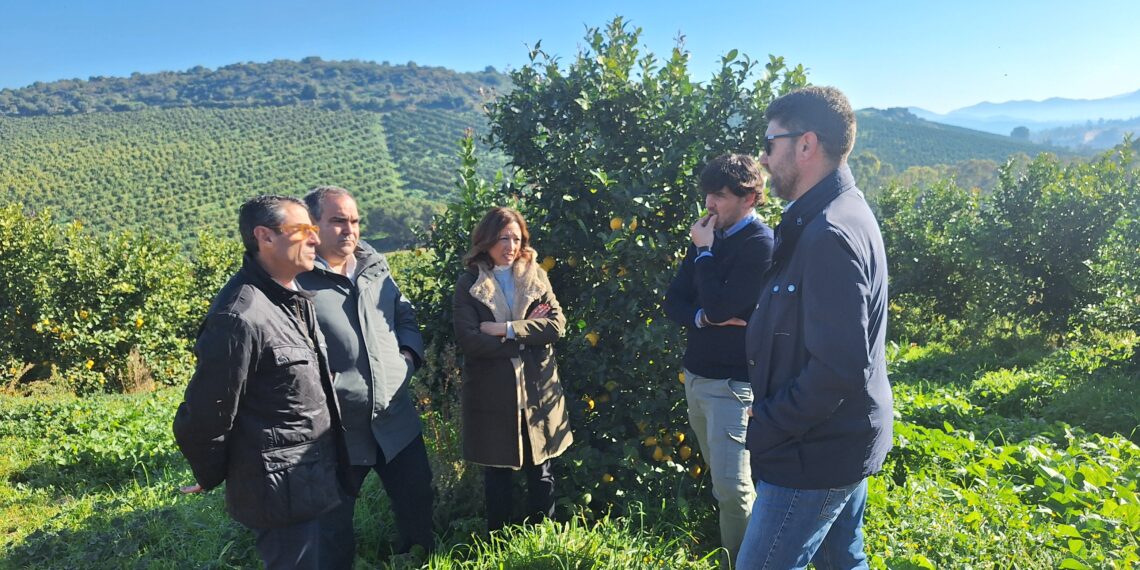 La Junta abona las indemnizaciones a más de 2.000 agricultores malagueños que han sufrido pérdidas por la sequía y las DANAS