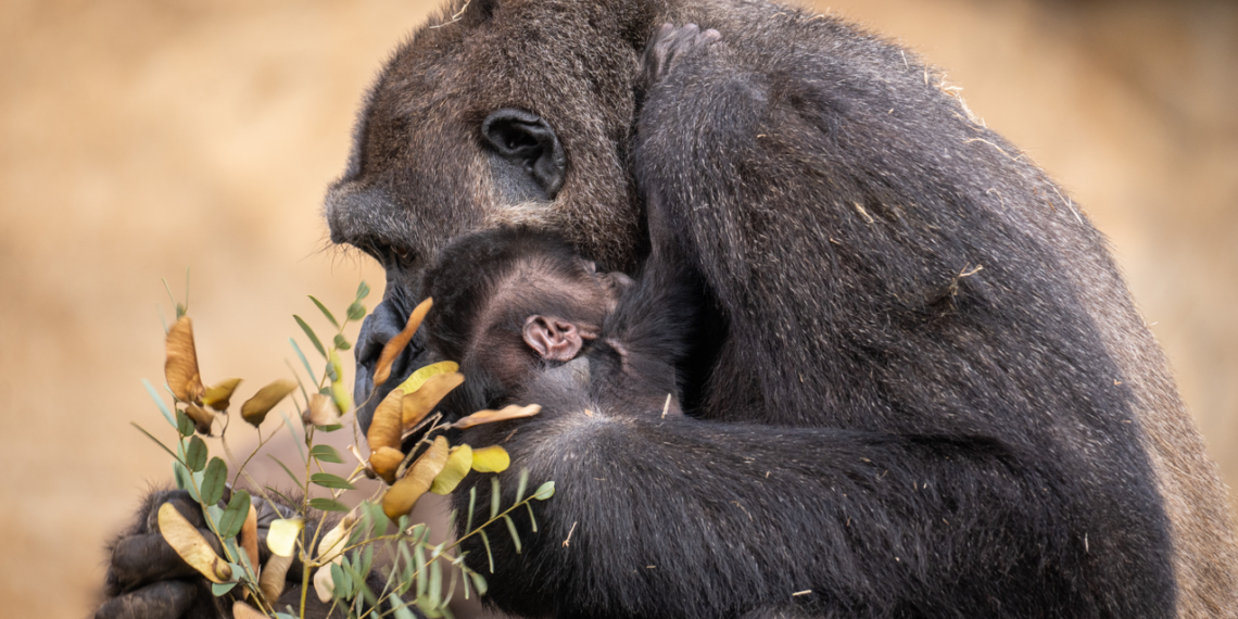 ¿Quieres elegir el nombre de la nueva cría de gorila de llanura? Bioparc Fuengirola abre la votación
