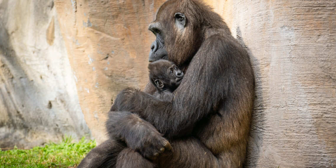 Ernie, el pequeño gorila nacido en BIOPARC Fuengirola, cumple un mes: un comienzo excepcional junto a su madre Wefa
