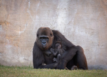 Ernie, el nombre elegido para la cría de gorila nacida en Bioparc Fuengirola