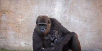 Ernie, el nombre elegido para la cría de gorila nacida en Bioparc Fuengirola