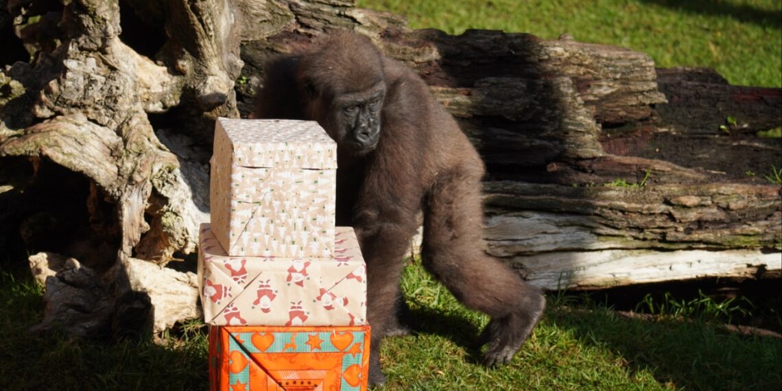 Papá Noel adelanta la Navidad a la familia de gorilas de BIOPARC Fuengirola