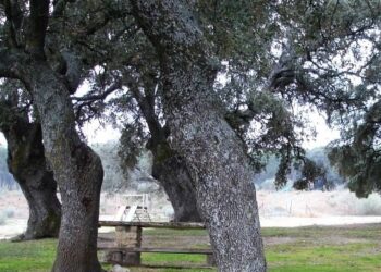 El Ayuntamiento de Málaga refuerza la reforestación de los parques periurbanos