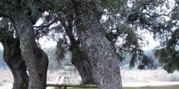 El Ayuntamiento de Málaga refuerza la reforestación de los parques periurbanos