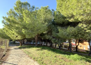 El Ayuntamiento aplica casi 3.000 tratamientos en pinos para tratarlos contra la oruga procesionaria y evitar problemas de salud en personas y mascotas