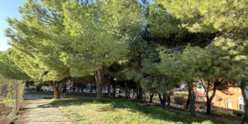 El Ayuntamiento aplica casi 3.000 tratamientos en pinos para tratarlos contra la oruga procesionaria y evitar problemas de salud en personas y mascotas