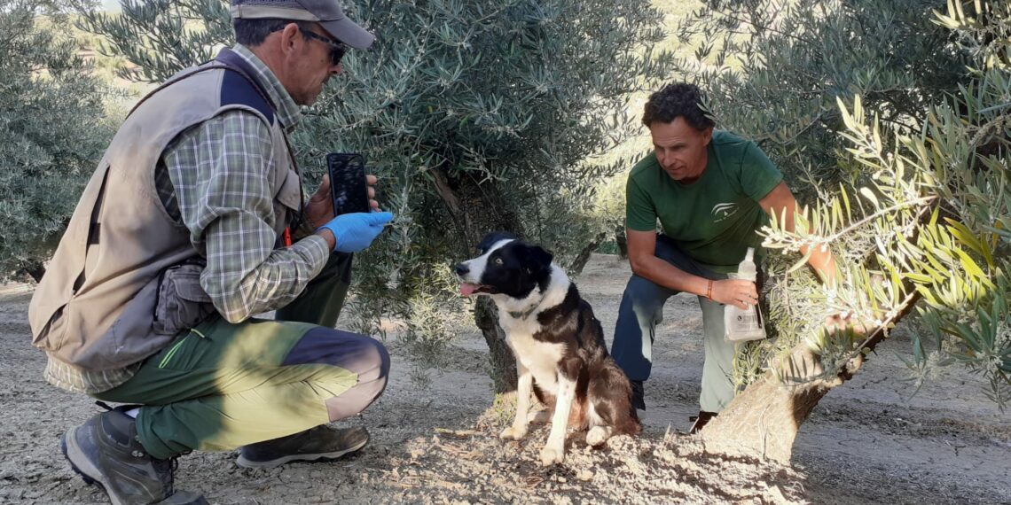La Unidad Canina de la Junta, clave en la lucha contra el veneno en el medio natural