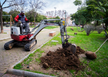 El Ayuntamiento planta 33 nuevos árboles en el Parque de María Luisa para renovar el arbolado afectado por una plaga