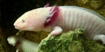 Bioparc Fuengirola celebra al “anfibio mágico” que fascina al mundo entre ciencia, cultura y conservación