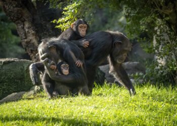 Los BIOPARC se unen a la jornada en el Congreso de los Diputados de mañana