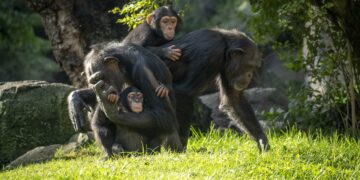 Los BIOPARC se unen a la jornada en el Congreso de los Diputados de mañana