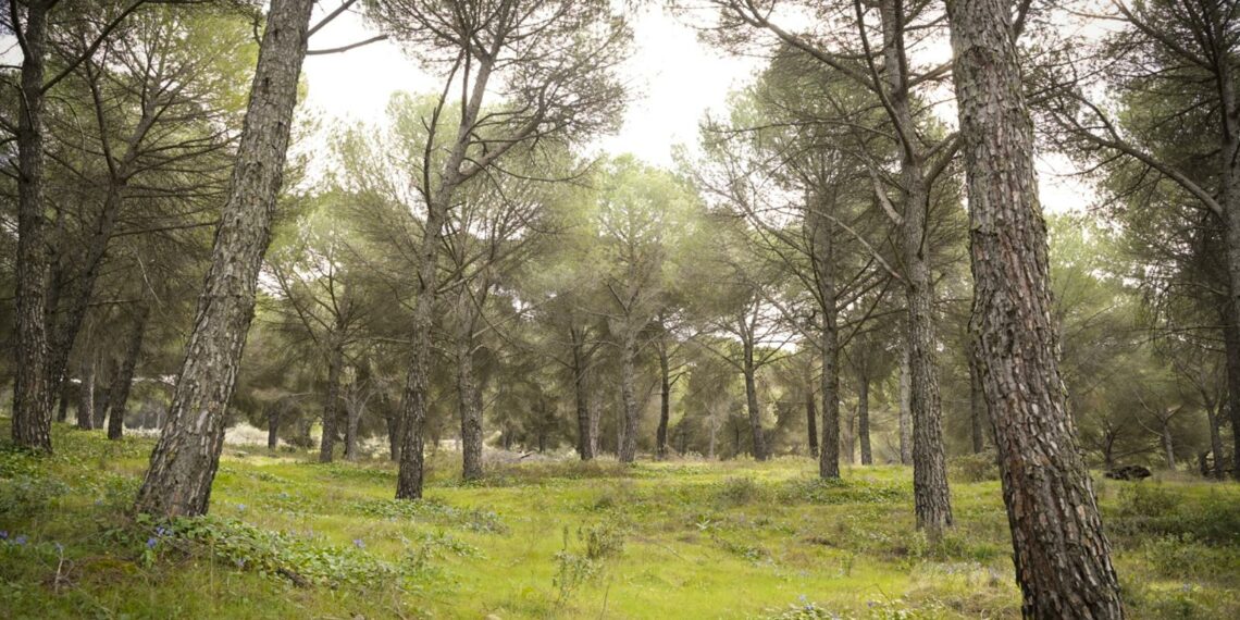 La Junta destina cerca de 400.000 euros a la puesta en valor del Parque Periurbano de Ronda