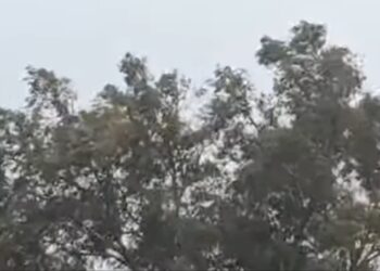 El Ayuntamiento de Málaga atiende una veintena de incidencias por el viento