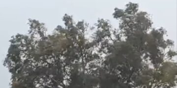 El Ayuntamiento de Málaga atiende una veintena de incidencias por el viento