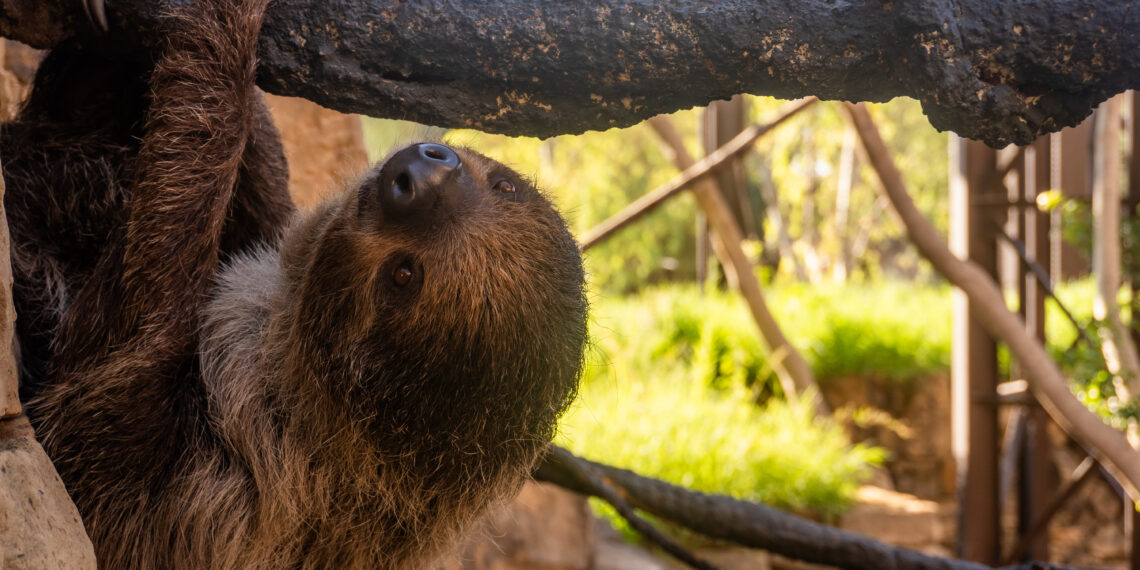 BIOPARC Fuengirola anuncia la gestación de su hembra de perezoso, que se encuentra en la fase  final del embarazo