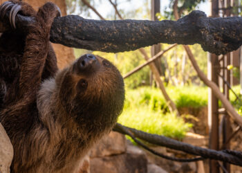 BIOPARC Fuengirola anuncia la gestación de su hembra de perezoso, que se encuentra en la fase  final del embarazo