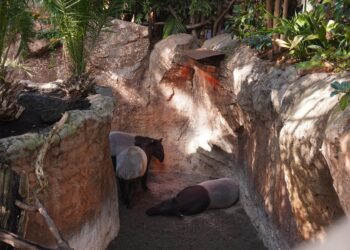 Calefacción, refugios, cambios de manejo y hasta caldos calientes: así se prepara BIOPARC Fuengirola ante la bajada de temperaturas