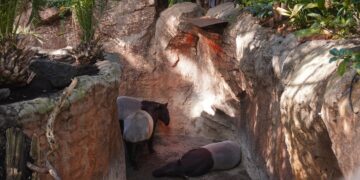 Calefacción, refugios, cambios de manejo y hasta caldos calientes: así se prepara BIOPARC Fuengirola ante la bajada de temperaturas