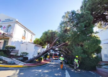Los servicios municipales de Mijas atienden más de sesenta incidencias por el viento con caídas de árboles, vallas y daños materiales