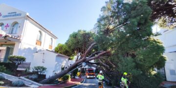 Los servicios municipales de Mijas atienden más de sesenta incidencias por el viento con caídas de árboles, vallas y daños materiales