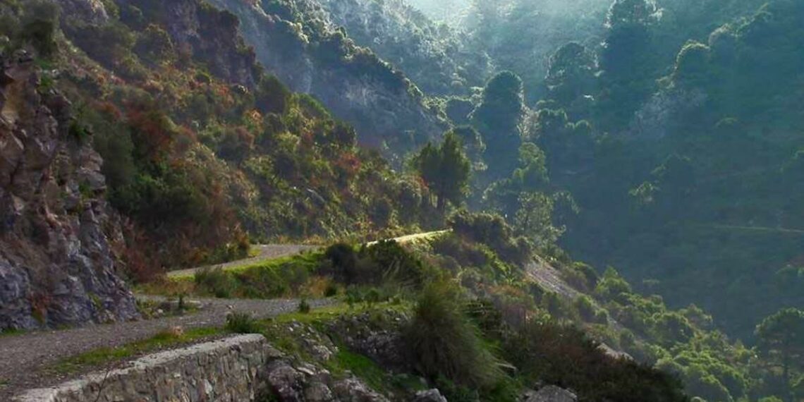 Batida masiva autorizada en Alhaurín de la Torre para frenar la invasión de jabalíes