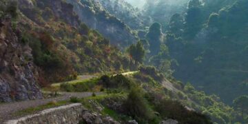 Batida masiva autorizada en Alhaurín de la Torre para frenar la invasión de jabalíes