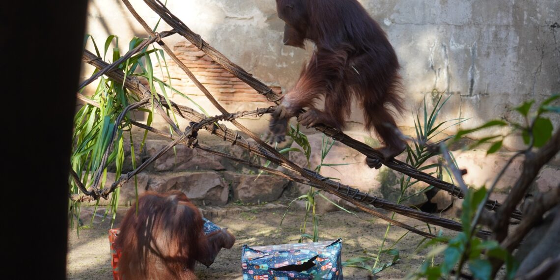 Los Reyes Magos sorprenden a la familia de orangutanes de Borneo en Bioparc Fuengirola