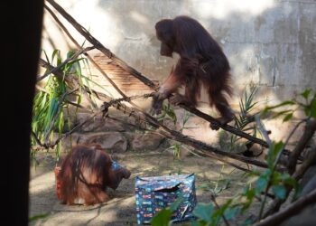 Los Reyes Magos sorprenden a la familia de orangutanes de Borneo en Bioparc Fuengirola