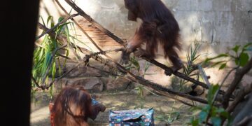 Los Reyes Magos sorprenden a la familia de orangutanes de Borneo en Bioparc Fuengirola