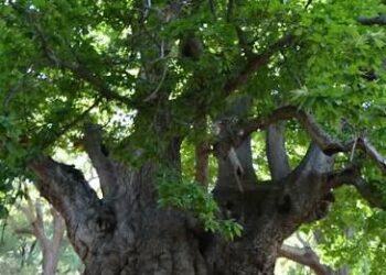 La Diputación impulsa un sendero al Castaño Santo de Istán con una inversión de 570.000 euros y un puente colgante de casi cien metros