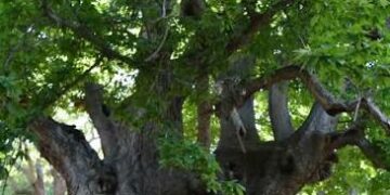 La Diputación impulsa un sendero al Castaño Santo de Istán con una inversión de 570.000 euros y un puente colgante de casi cien metros