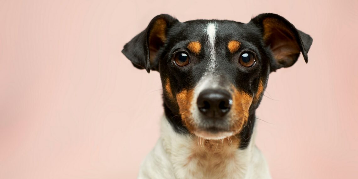 El Ayuntamiento de Estepona contrata un nuevo servicio de rescate y protección animal para ampliar su cobertura