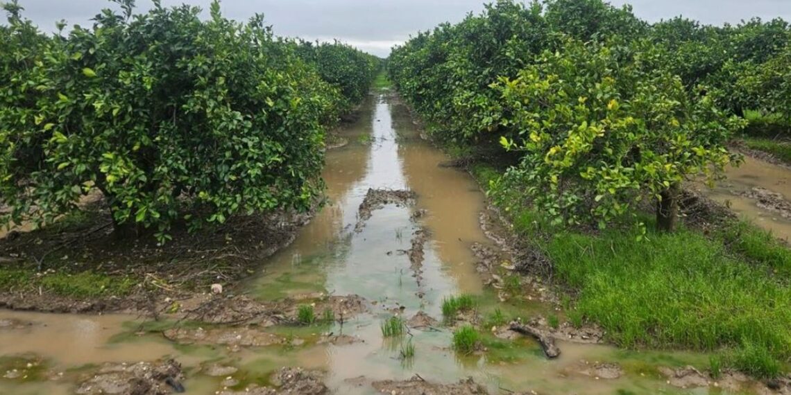Los estragos del temporal en el campo andaluz: las lluvias arrasan cosechas y la Junta publica guías con recomendaciones