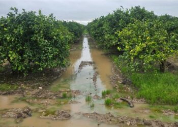 Los estragos del temporal en el campo andaluz: las lluvias arrasan cosechas y la Junta publica guías con recomendaciones
