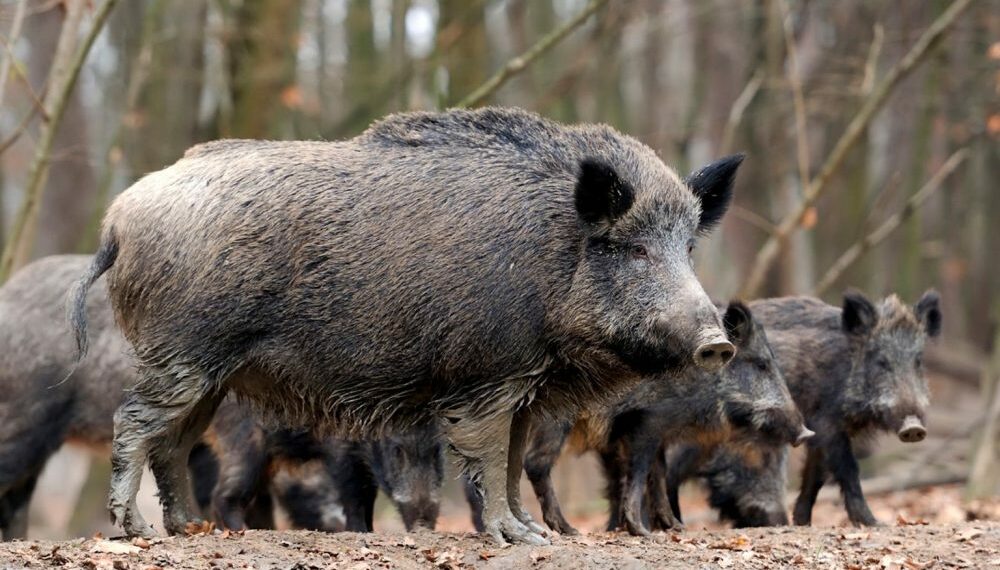 Impacto en la A‑7: un coche atropella a dos jabalíes en plena madrugada