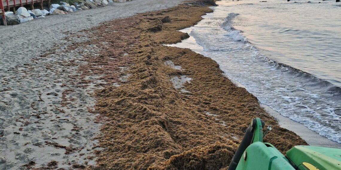 Mijas lamenta que el Gobierno de España no dedique fondos a combatir la plaga del alga asiática en la Costa del Sol y sí en el Caribe