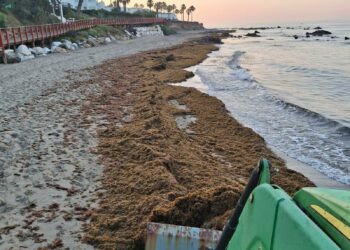 Mijas lamenta que el Gobierno de España no dedique fondos a combatir la plaga del alga asiática en la Costa del Sol y sí en el Caribe