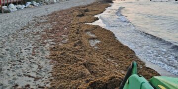 Mijas lamenta que el Gobierno de España no dedique fondos a combatir la plaga del alga asiática en la Costa del Sol y sí en el Caribe