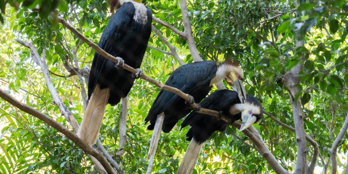 Del cortejo al cuidado de las crías: así se enamoran las especies más emblemáticas de BIOPARC Fuengirola