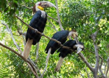 Del cortejo al cuidado de las crías: así se enamoran las especies más emblemáticas de BIOPARC Fuengirola
