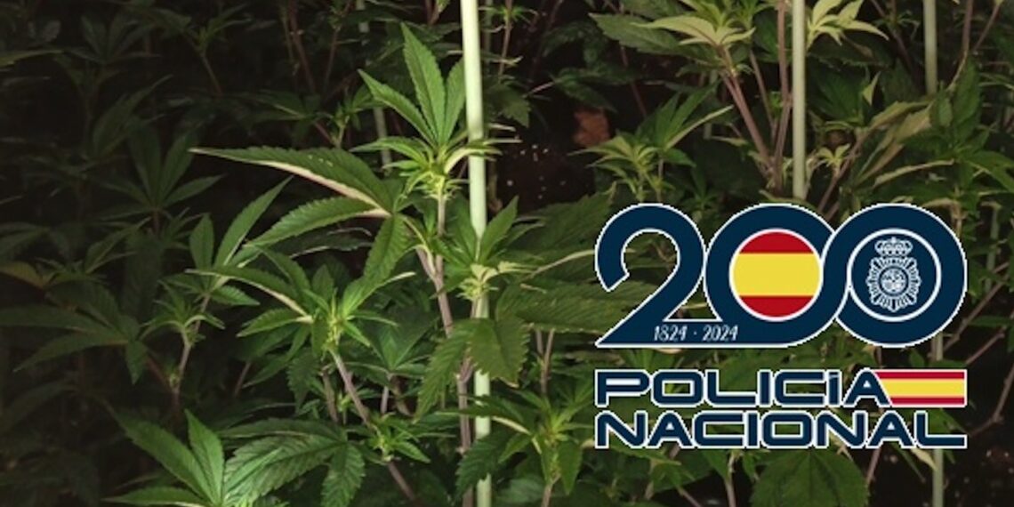 Intervenidas 381 plantas de marihuana en un piso acondicionado como invernadero en el distrito norte de Málaga