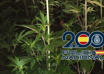 Intervenidas 381 plantas de marihuana en un piso acondicionado como invernadero en el distrito norte de Málaga