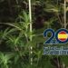 Intervenidas 381 plantas de marihuana en un piso acondicionado como invernadero en el distrito norte de Málaga