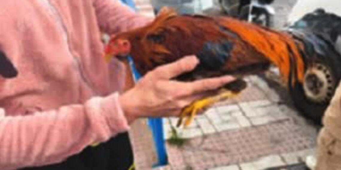 Detenidos en Málaga dos jóvenes relacionados con el robo de gallos de pelea en propiedades privadas