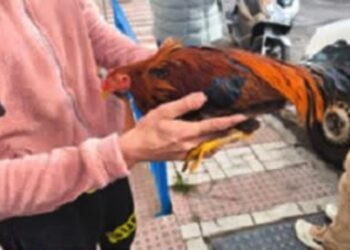 Detenidos en Málaga dos jóvenes relacionados con el robo de gallos de pelea en propiedades privadas