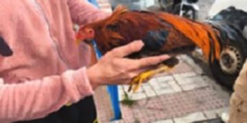 Detenidos en Málaga dos jóvenes relacionados con el robo de gallos de pelea en propiedades privadas