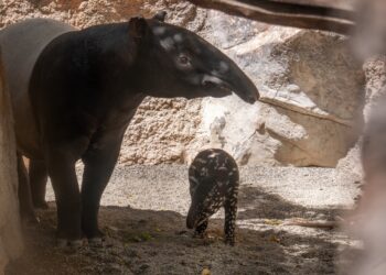 Fallece Rawa, la hembra de tapir malayo  de Bioparc Fuengirola