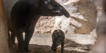 Fallece Rawa, la hembra de tapir malayo  de Bioparc Fuengirola
