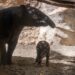 Fallece Rawa, la hembra de tapir malayo de Bioparc Fuengirola